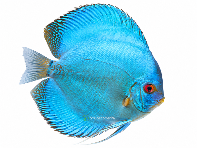 Discus cobalt 28. 9. 2026, 14 38 59