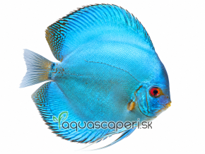 Discus cobalt 28. 9. 2026, 14 38 59