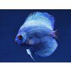 Diskus Modrý Diamant - Symphysodon / Blue Diamond