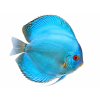 Discus cobalt 28. 9. 2026, 14 38 59