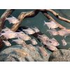 Tetra červenoškvrnná - Hyphessobrycon / erythrostigma