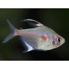 Tetra červenoškvrnná - Hyphessobrycon / erythrostigma